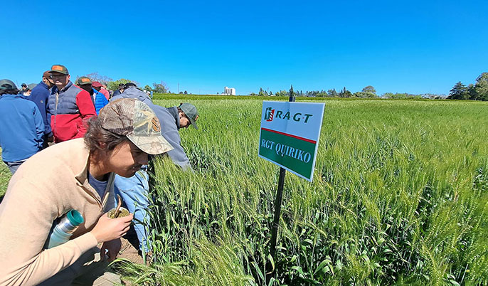 Trigo: los productores sostienen la intención de usar biológicos en semilla